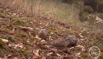 成群三有保护动物山斑鸠现身重庆阴条岭