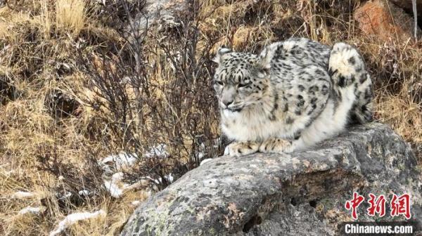 青海年保玉则首次拍摄到两只成年雪豹清晰影像