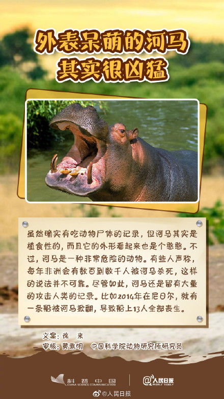 冷知识get！其实河马不会游泳