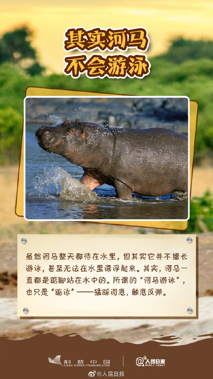 冷知识get！其实河马不会游泳