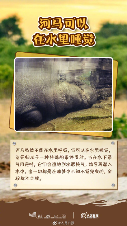 冷知识get！其实河马不会游泳