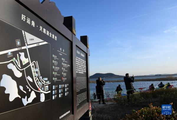 大天鹅加餐，为万里归途储备体能