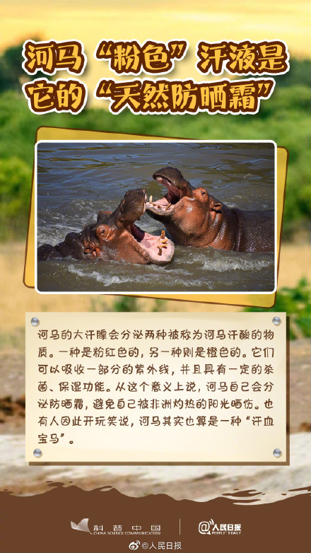 冷知识get！其实河马不会游泳