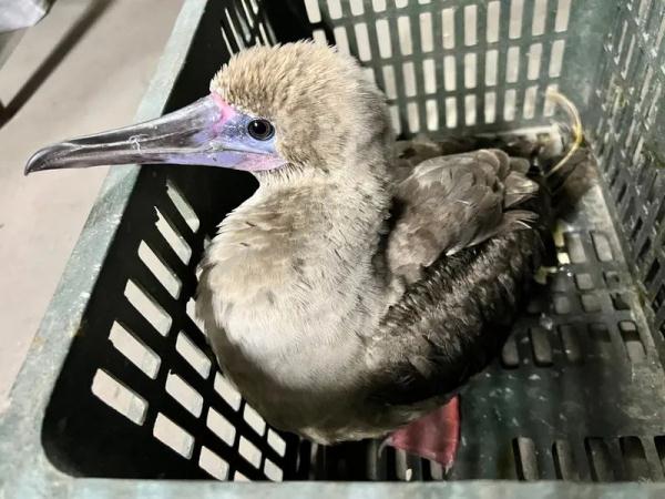 【探索】鸟儿为何对上海青睐有加？519种野鸟在沪定居或做客