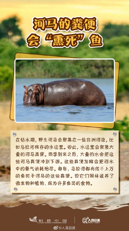 冷知识get！其实河马不会游泳