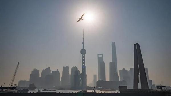 【探索】鸟儿为何对上海青睐有加？519种野鸟在沪定居或做客