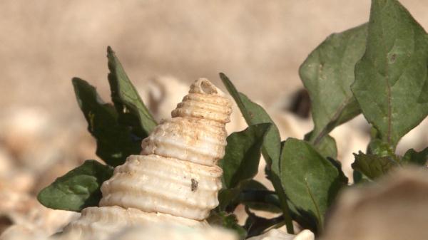 滇文化从哪来?云南古城村遗址有重要发现 滇文化从哪来?云南古城村遗址有重要发现