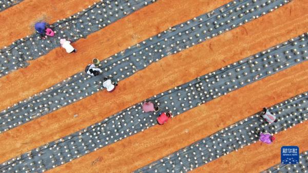 劳作在希望的田野上 劳作在希望的田野上