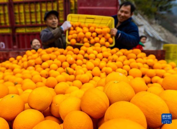 湖北秭归:脐橙飘香采销忙 湖北秭归:脐橙飘香采销忙