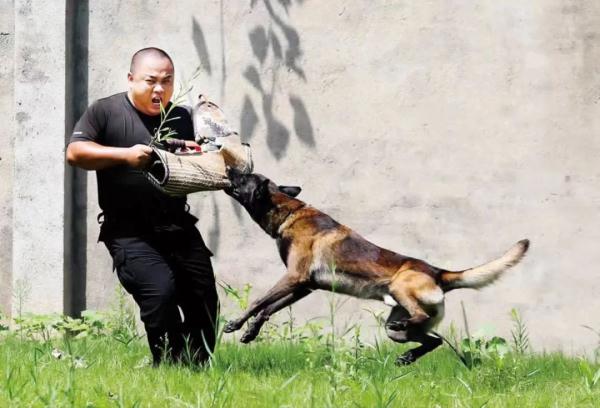 警犬“豪斯”又立功！看这自豪的小表情
