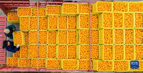 湖北秭归:脐橙飘香采销忙 湖北秭归:脐橙飘香采销忙