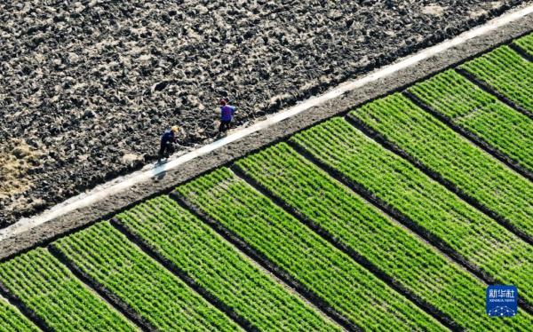 劳作在希望的田野上 劳作在希望的田野上