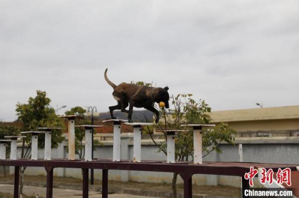 探秘警犬养成记:历经入警考 从“萌憨憨”蜕变为“威飒飒” 探秘警犬养成记:历经入警考 从“萌憨憨”蜕变为“威飒飒”