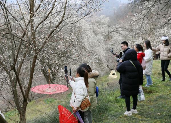 在绵阳，遇见“梅”好！平武县梅花节开启四川绵阳春季文旅季