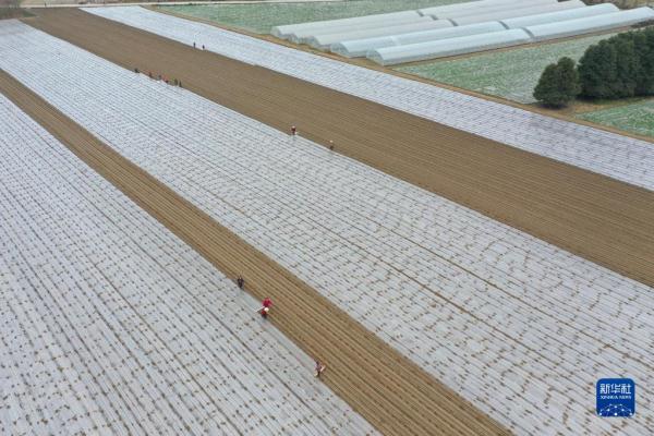 劳作在希望的田野上 劳作在希望的田野上