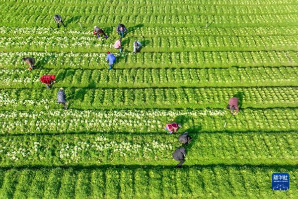 劳作在希望的田野上 劳作在希望的田野上