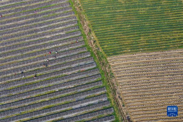 劳作在希望的田野上 劳作在希望的田野上