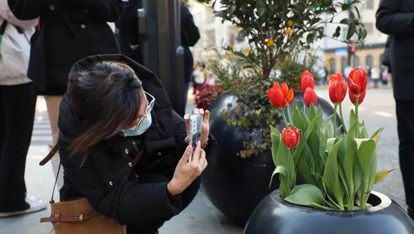 武康大楼郁金香是“照骗”?有人要@国家反诈中心;打卡者有话说→ 武康大楼郁金香是“照骗”?有人要@国家反诈中心;打卡者有话说→