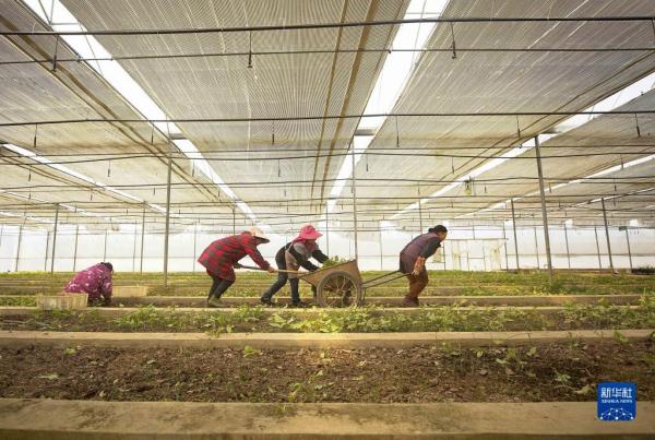 劳作在希望的田野上 劳作在希望的田野上