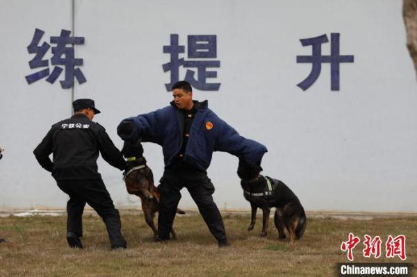 探秘警犬养成记:历经入警考 从“萌憨憨”蜕变为“威飒飒” 探秘警犬养成记:历经入警考 从“萌憨憨”蜕变为“威飒飒”