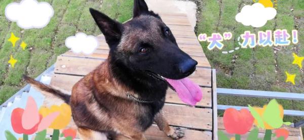 警犬“豪斯”又立功！看这自豪的小表情