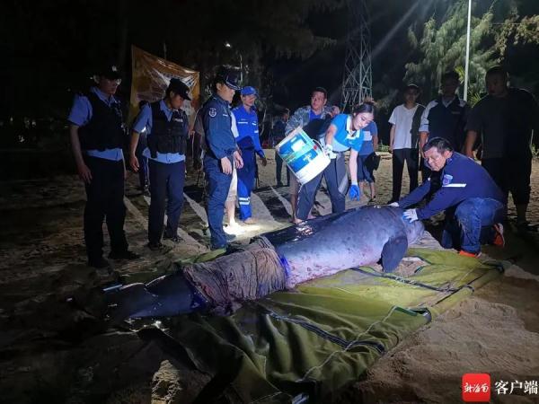 “鲸”险救援！三亚海滩一头抹香鲸受伤搁浅，直击救助现场→