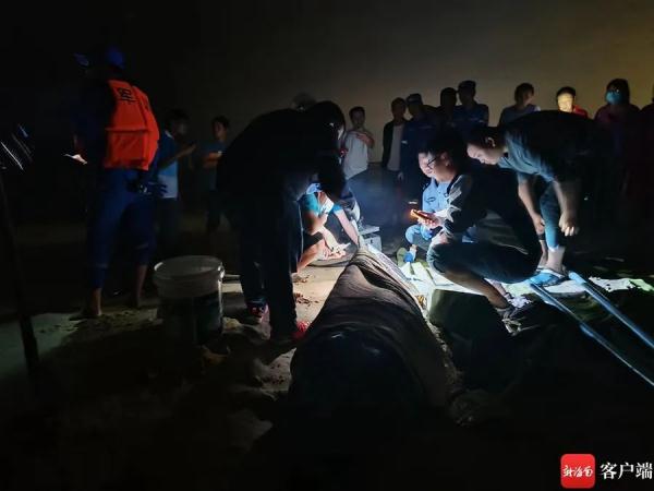 “鲸”险救援！三亚海滩一头抹香鲸受伤搁浅，直击救助现场→
