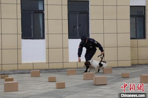 探秘警犬养成记:历经入警考 从“萌憨憨”蜕变为“威飒飒” 探秘警犬养成记:历经入警考 从“萌憨憨”蜕变为“威飒飒”