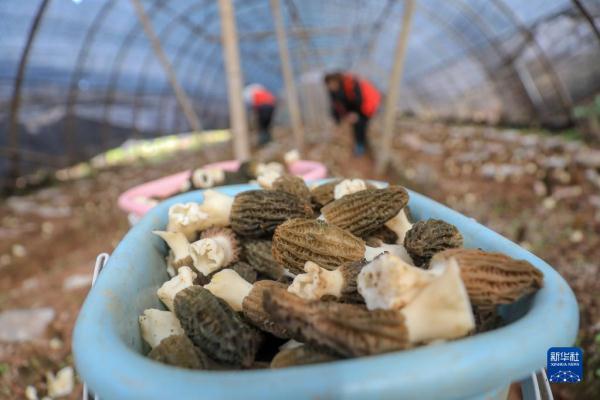 劳作在希望的田野上 劳作在希望的田野上