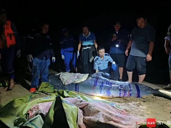 “鲸”险救援！三亚海滩一头抹香鲸受伤搁浅，直击救助现场→