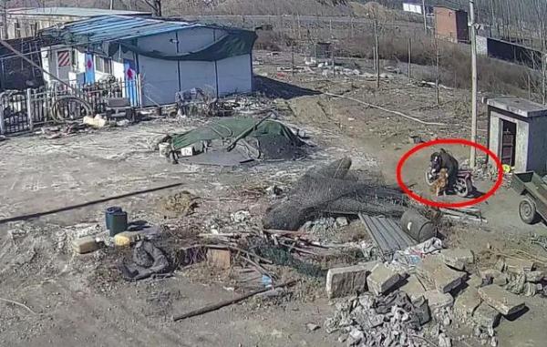 如此对待“汪星人”,你怎么下得去手…… 如此对待“汪星人”,你怎么下得去手……