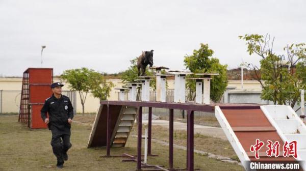 探秘警犬养成记:历经入警考 从“萌憨憨”蜕变为“威飒飒” 探秘警犬养成记:历经入警考 从“萌憨憨”蜕变为“威飒飒”