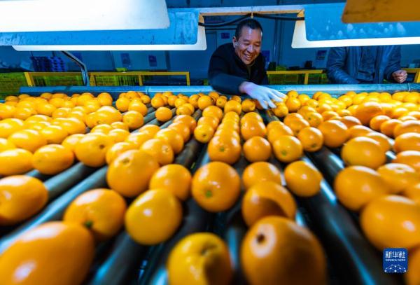 湖北秭归:脐橙飘香采销忙 湖北秭归:脐橙飘香采销忙