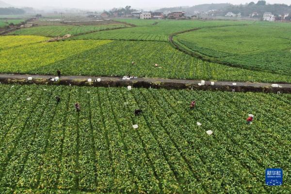 劳作在希望的田野上 劳作在希望的田野上