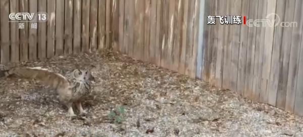 经过救治 重伤的国家二级保护动物雕鸮被野外放归 经过救治 重伤的国家二级保护动物雕鸮被野外放归