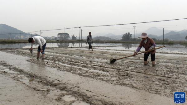 壮乡春耕忙 壮乡春耕忙