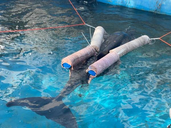 惊心动魄20小时!三亚搁浅鲸鱼获救了→ 惊心动魄20小时!三亚搁浅鲸鱼获救了→