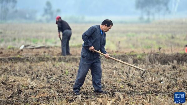 壮乡春耕忙 壮乡春耕忙