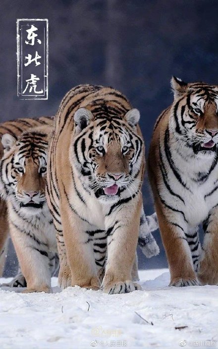 保护国宝我们来接力 保护国宝我们来接力