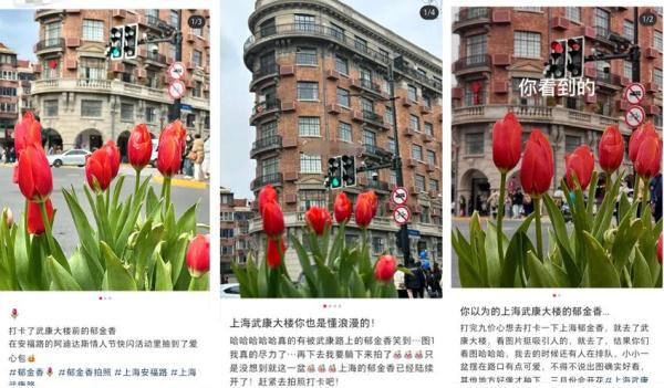 7朵郁金香撑起整条武康路流量？网友吵翻，上海真正的赏花打卡点在这些地方→