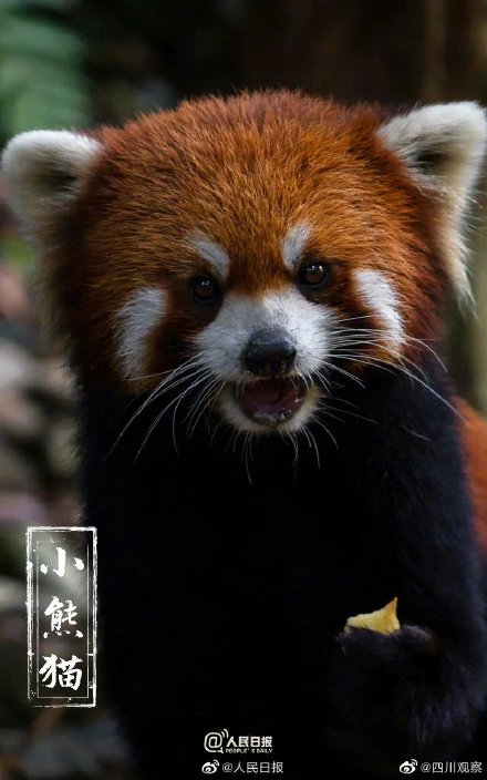 保护国宝我们来接力 保护国宝我们来接力