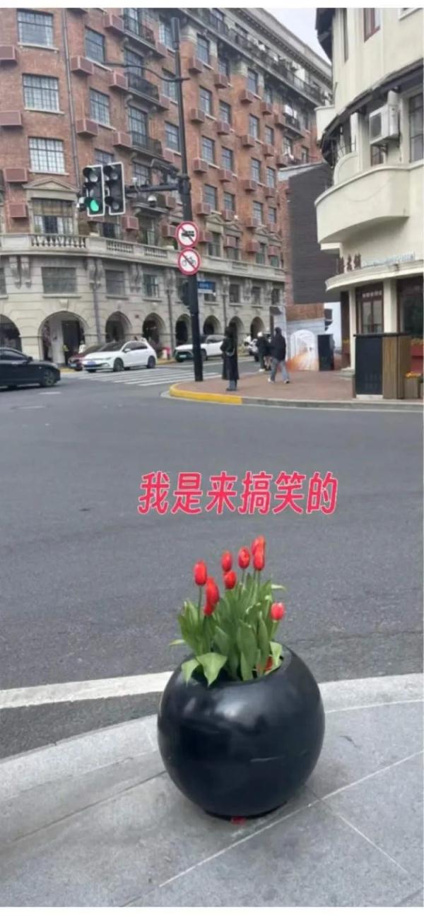 7朵郁金香撑起整条武康路流量？网友吵翻，上海真正的赏花打卡点在这些地方→