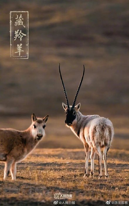 保护国宝我们来接力 保护国宝我们来接力