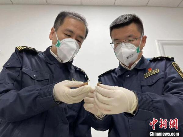 天津海关查获违规进境螳螂卵鞘