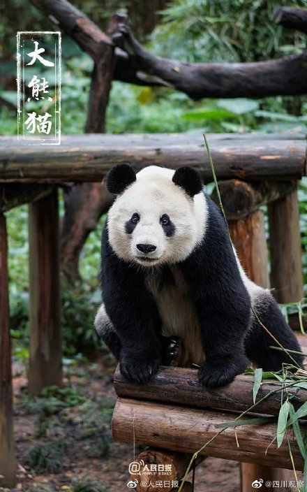 保护国宝我们来接力 保护国宝我们来接力