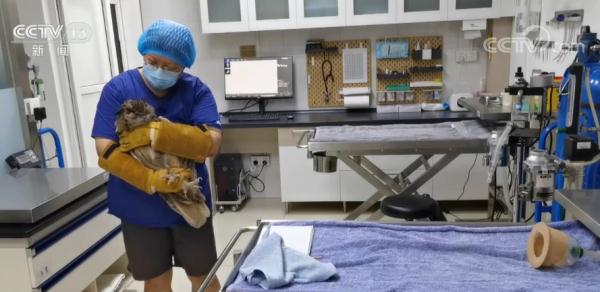 经过救治 重伤的国家二级保护动物雕鸮被野外放归 经过救治 重伤的国家二级保护动物雕鸮被野外放归
