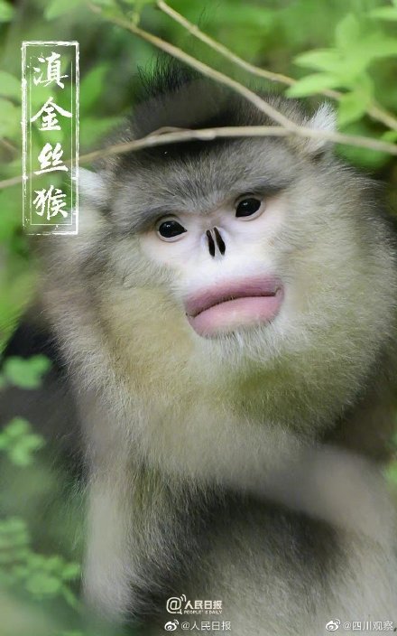 保护国宝我们来接力 保护国宝我们来接力