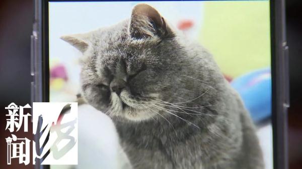 女子送“毛孩子”治病!医院演示喂药时,把“毛孩子”喂死了…… 女子送“毛孩子”治病!医院演示喂药时,把“毛孩子”喂死了……