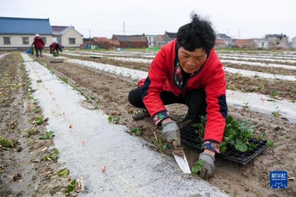 江苏如东:西兰花育苗管护忙 江苏如东:西兰花育苗管护忙