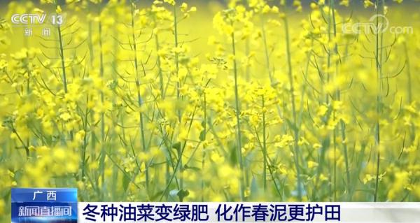 油菜花朝气蓬勃惹人爱 雨水前后报春来
